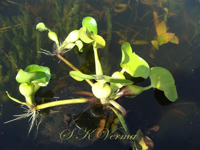  Plant with stolons